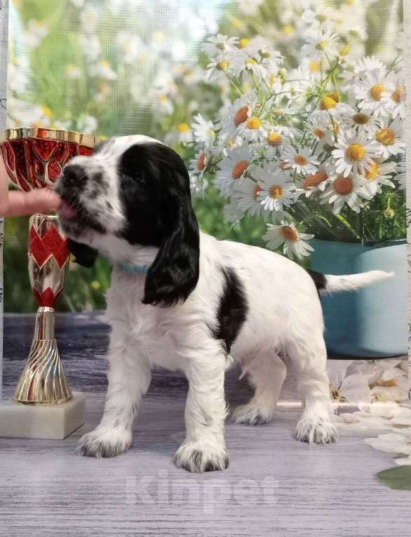 Собаки в Москве: Доступны для продаж щенок (кобель) 26.09.2024д.р от титулованных производителей.  Мальчик, 50 000 руб. - фото 5