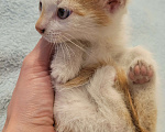Кошки в Балашихе: Бело рыжая кошечка 2 Девочка, 1 руб. - фото 3