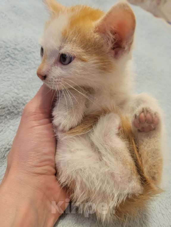 Кошки в Балашихе: Бело рыжая кошечка 2 Девочка, 1 руб. - фото 3