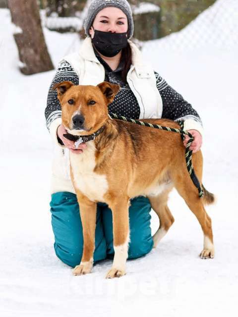 Собаки в Москве: Лучший друг детей, молодой пес Марс в добрые руки Мальчик, Бесплатно - фото 1