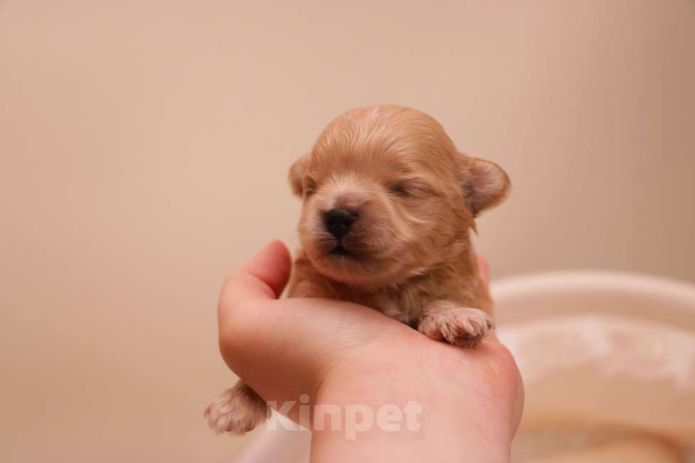 Собаки в Москве: Мальтипу мальчик микро Мальчик, 135 000 руб. - фото 6