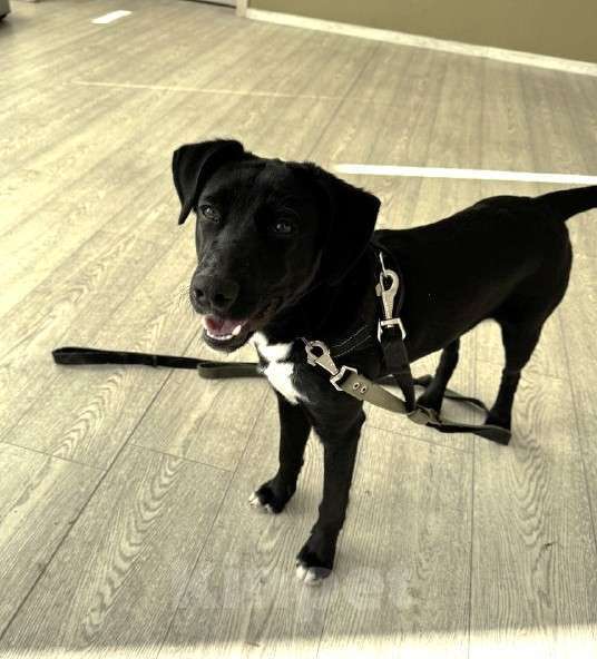 Собаки в Москве: Щенок бесплатно в Москве Мальчик, Бесплатно - фото 2