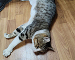 Кошки в Мытищах: Кот Мальчик, Бесплатно - фото 4