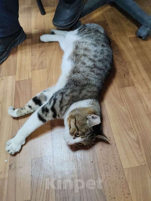 Кошки в Мытищах: Кот Мальчик, Бесплатно - фото 4