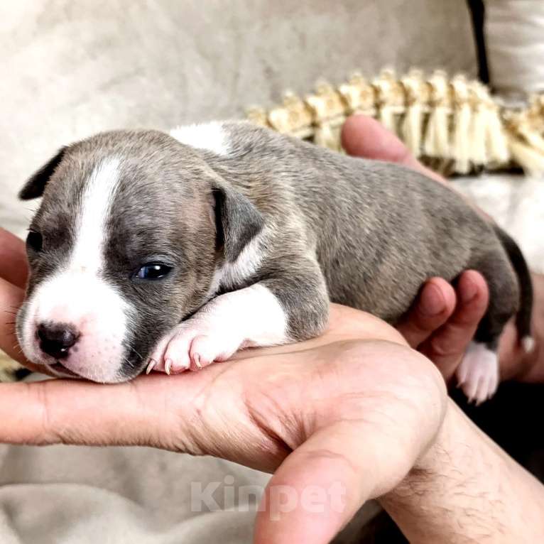 Собаки в Липецке: Щенки Американского Стаффордширского Терьера РКФ голубые Девочка, 60 000 руб. - фото 7