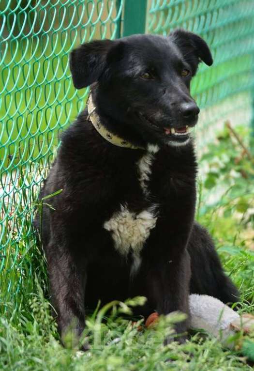 Собаки в Санкт-Петербурге: Герда в поисках самого верного друга. Девочка, Бесплатно - фото 4