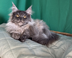 Кошки в Москве: Котёнок мейн-кун, голубой дым(as), кличка Cobalt Мальчик, 50 000 руб. - фото 2