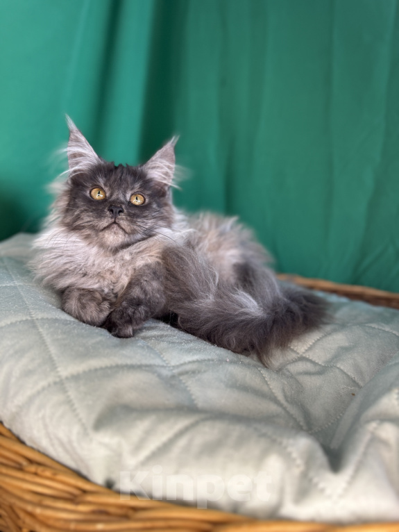 Кошки в Москве: Котёнок мейн-кун, голубой дым(as), кличка Cobalt Мальчик, 50 000 руб. - фото 2