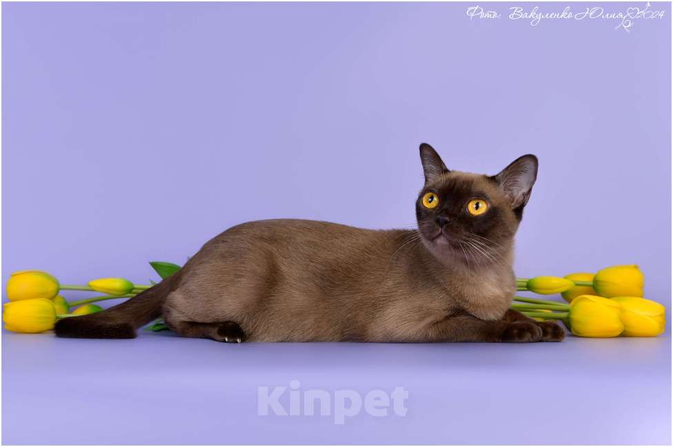 Кошки в Ростове-на-Дону: Американская Бурма котята Мальчик, Бесплатно - фото 8