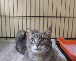 Кошки в Москве: Котенок Криспи ищет дом Девочка, Бесплатно - фото 8