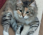 Кошки в Москве: Трехцветная пушистая Шаня, кошечка в добрые руки.   Девочка, Бесплатно - фото 7
