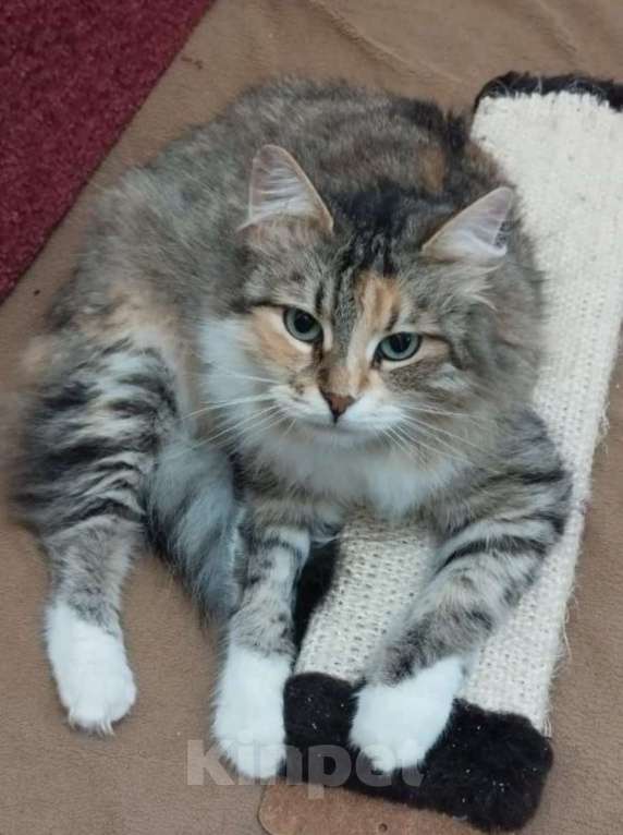 Кошки в Москве: Трехцветная пушистая Шаня, кошечка в добрые руки.   Девочка, Бесплатно - фото 7