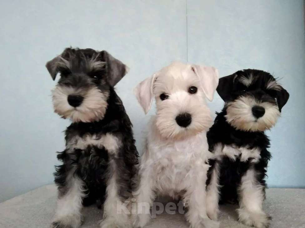 Собаки в Воронеже: Щенки цвеогшнауцера Разнополые, Бесплатно - фото 1