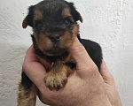 Собаки в Тольятти: Мальчик Йоркширского терьера мелкий стандарт Мальчик, 35 000 руб. - фото 6