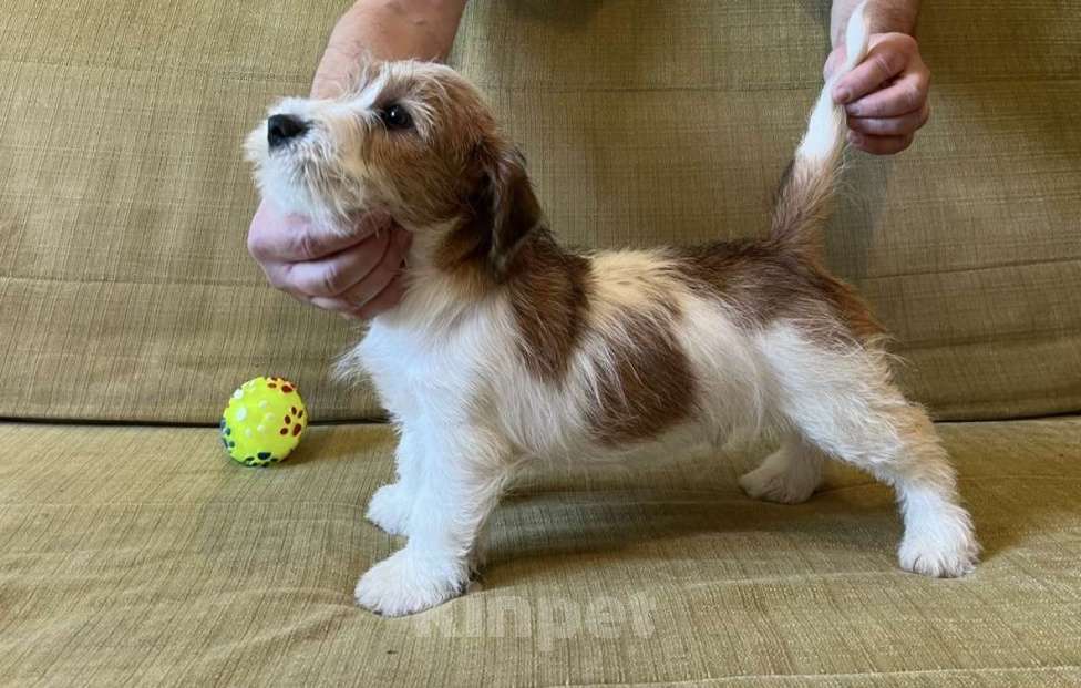 Собаки в Ростове-на-Дону: Щенки жесткошерстного Джек Рассел терьера Девочка, 40 000 руб. - фото 1