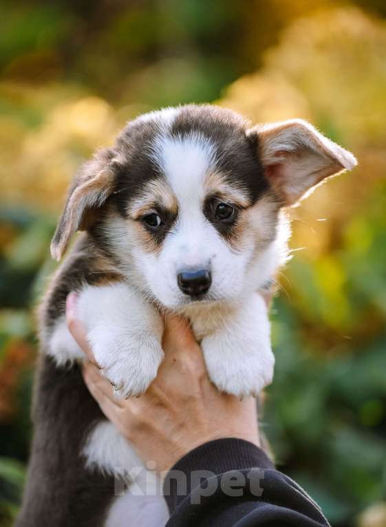 Собаки в Новосибирске: Вельш Корги Пемброк Дайнерис Бурерожденная  Девочка, 65 000 руб. - фото 2