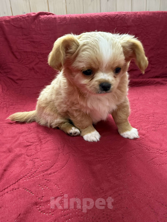 Собаки в других городах Московской области: Мальчик чихуахуа Габриель Мальчик, 60 000 руб. - фото 1