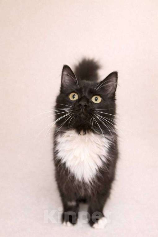 Кошки в Москве: Котенок Гвоздика ищет дом Девочка, Бесплатно - фото 2