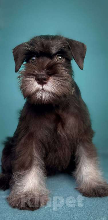 Собаки в Москве: Цвергшнауцеры шоколадки Девочка, Бесплатно - фото 2