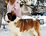 Собаки в Москве: Взрослый титулованный кобель Мальчик, Бесплатно - фото 1
