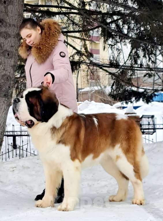Собаки в Москве: Взрослый титулованный кобель Мальчик, Бесплатно - фото 1