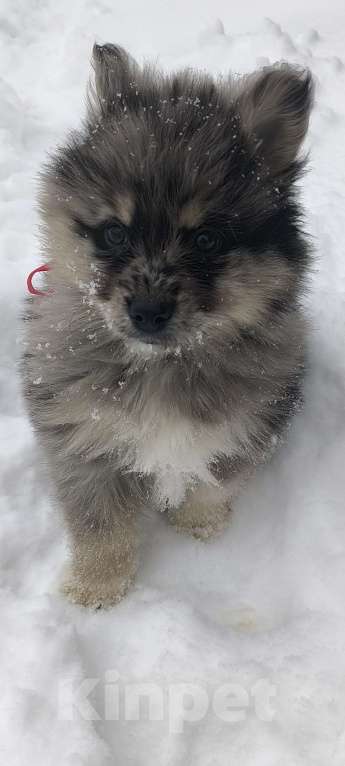 Собаки в Кировграде: Шикарные детки Мальчик, 13 000 руб. - фото 2