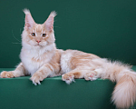 Кошки в Красногорске: Котенок  Мальчик, Бесплатно - фото 1
