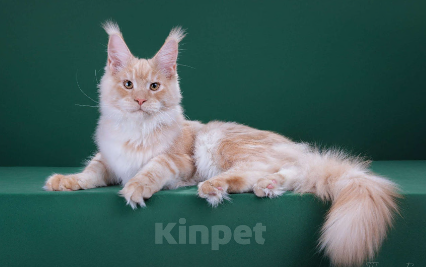 Кошки в Красногорске: Котенок  Мальчик, Бесплатно - фото 1