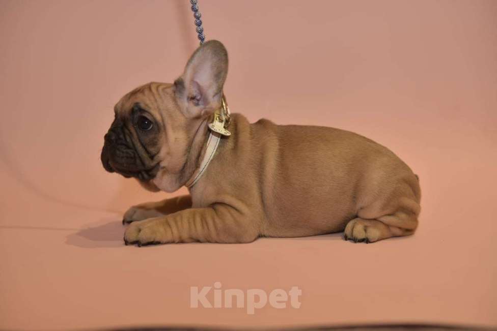 Собаки в Москве: Мальчик французского бульдога  Мальчик, 50 000 руб. - фото 10