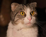 Кошки в Санкт-Петербурге: Кошечка ищет дом Девочка, Бесплатно - фото 2