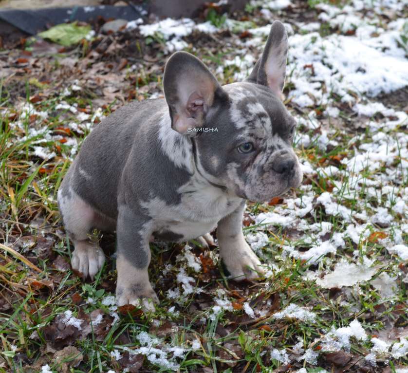 Собаки в Москве: красавец малыш Мальчик, 50 000 руб. - фото 4