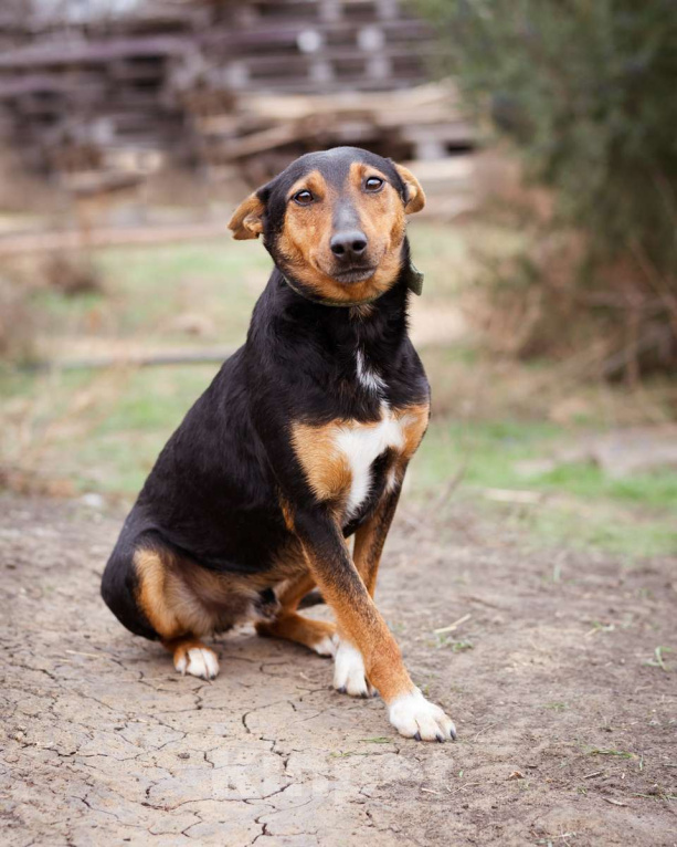 Собаки в Москве: Небольшой пёсик в добрые руки Мальчик, Бесплатно - фото 8
