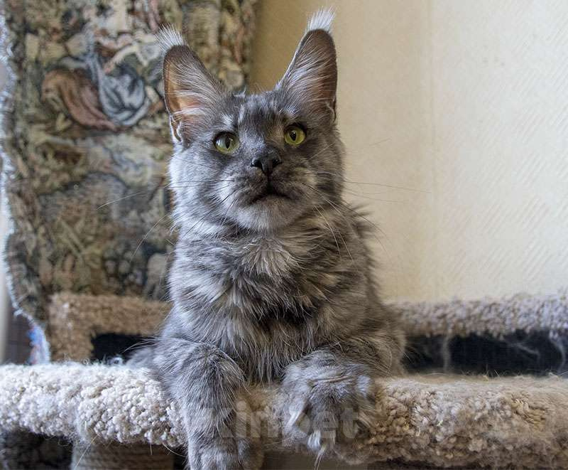 Кошки в Москве: Мейн кун, кошечка. Девочка, 6 000 руб. - фото 1