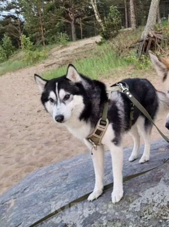 Собаки в Санкт-Петербурге: Сибирский хаски Мальчик, Бесплатно - фото 3