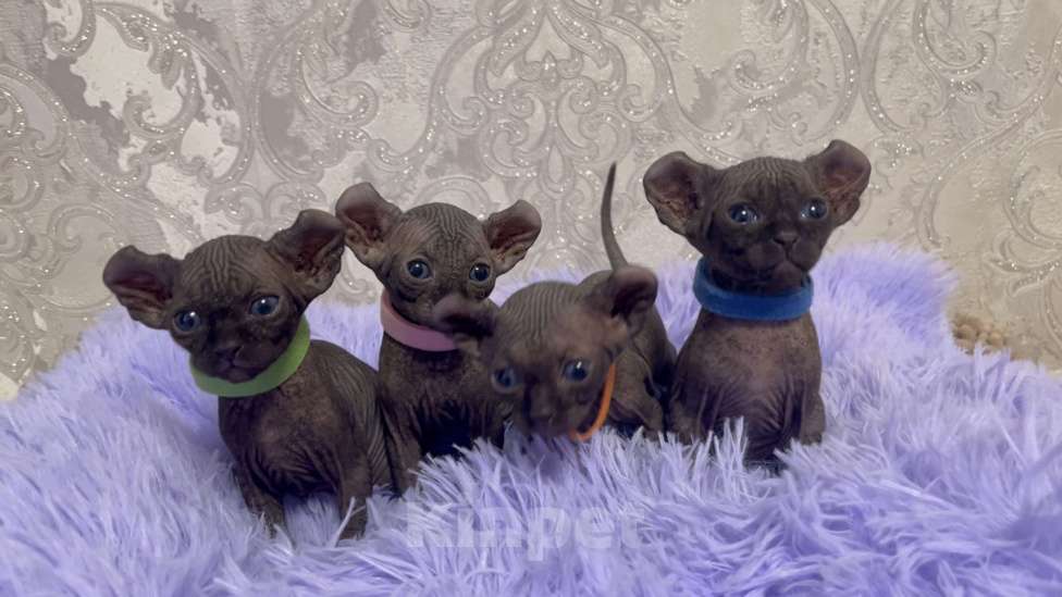 Кошки в Санкт-Петербурге: Котята ЭЛЬФЫ Девочка, Бесплатно - фото 3