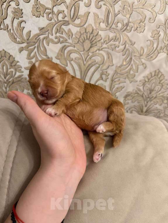 Собаки в Москве: Мальчик ярко рыжий Мальчик, Бесплатно - фото 3