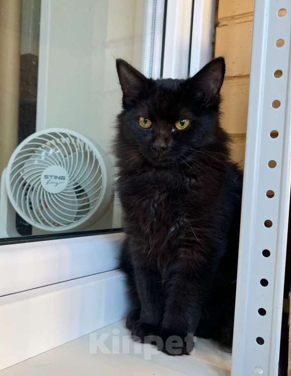 Кошки в Москве: Чудесная пушистая Пушинка, котенок в добрые руки Девочка, Бесплатно - фото 4