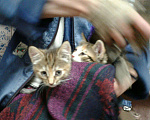 Кошки в Воронеже: Котята, Бесплатно - фото 2