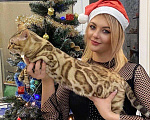 Кошки в Новокубанске: Бенгальский котик, 60 000 руб. - фото 1