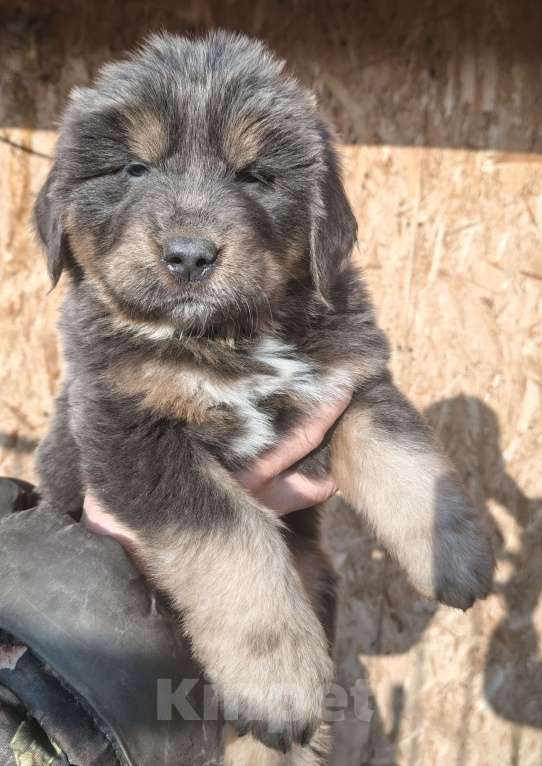 Собаки в Екатеринбурге: Щенки тибетского мастифа Девочка, Бесплатно - фото 1