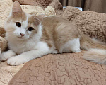Кошки в Нижнем Новгороде: Котик в добрые руки Мальчик, Бесплатно - фото 1