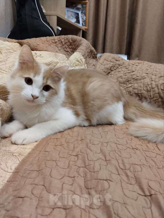 Кошки в Нижнем Новгороде: Котик в добрые руки Мальчик, Бесплатно - фото 1