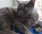 Кошки в Раменском: Найдена кошка Девочка, 1 руб. - фото 2
