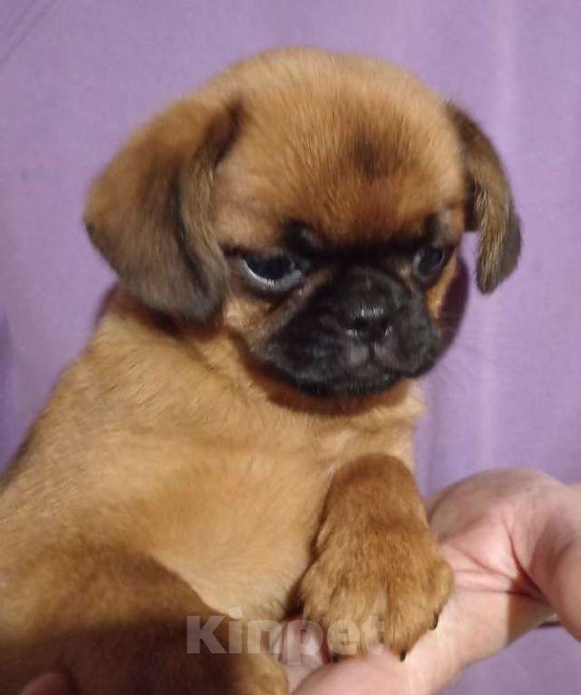 Собаки в Туле: Эксклюзивная девочка Девочка, 19 000 руб. - фото 4