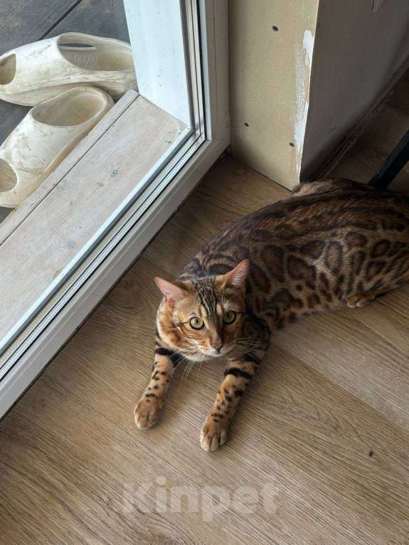 Кошки в других городах Московской области: Пропала бенгальская кошка! Девочка, 30 000 руб. - фото 3