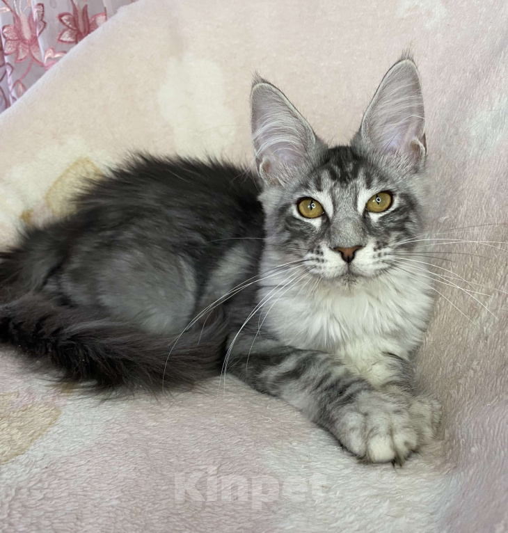 Кошки в Дмитрове: Черная серебристая мраморная девочка мейн кун Zlata Девочка, 20 000 руб. - фото 1