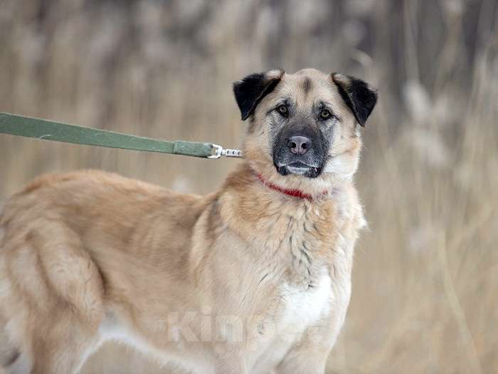 Собаки в Санкт-Петербурге: Ищем дом для дружелюбного пса Грэма Мальчик, 10 руб. - фото 5