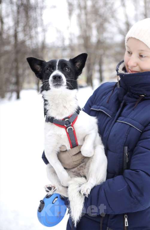 Собаки в Санкт-Петербурге: Миниатюрная Вива в добрые руки Девочка, Бесплатно - фото 5
