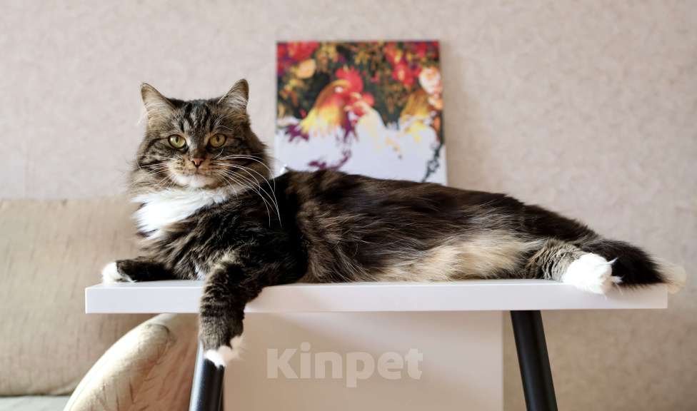 Кошки в Новосибирске: Сибирская кошка Девочка, 15 000 руб. - фото 1