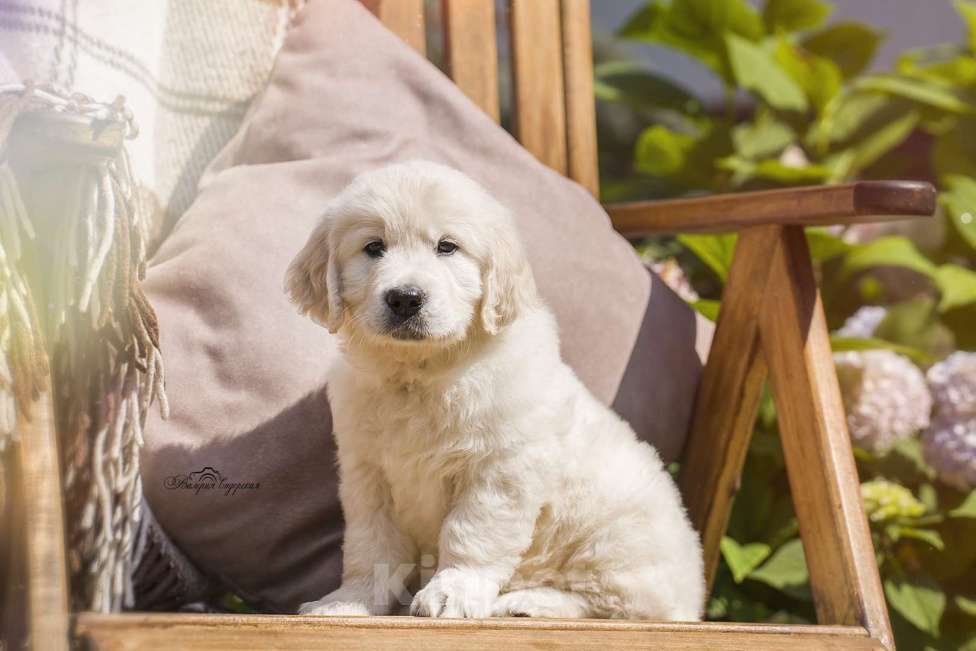 Собаки в Москве: Золотистого ретривера щенки Мальчик, 90 000 руб. - фото 3